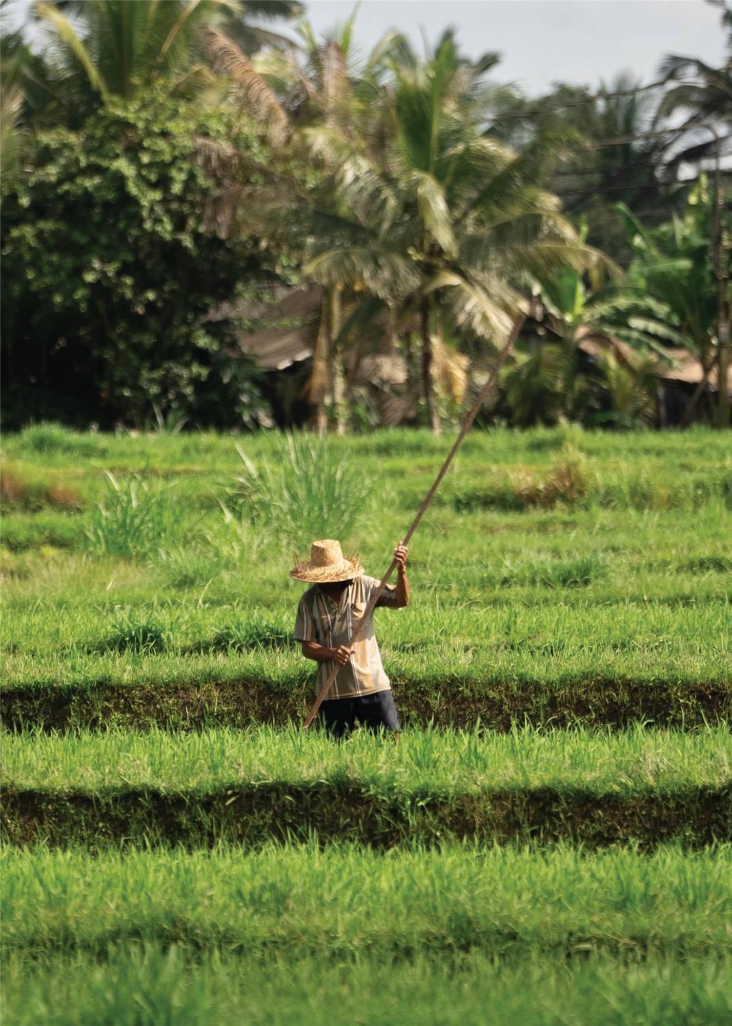 Alila Ubud Resor 5*